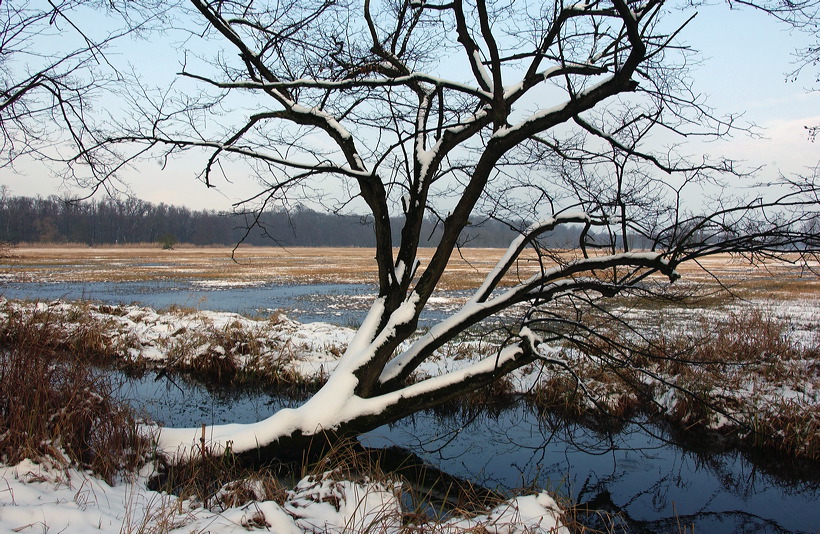 Mönchbruch Naturschutzgebiet