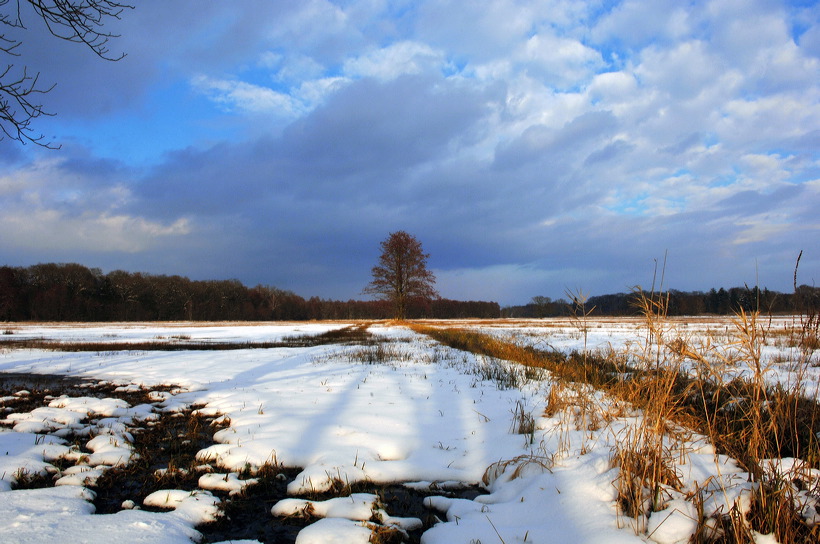 Mönchbruch Naturschutzgebiet