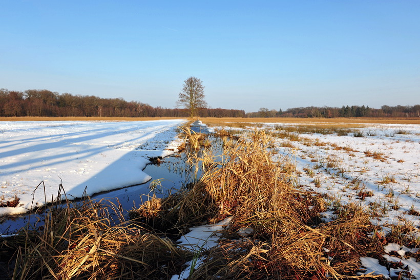 Mönchbruch Naturschutzgebiet