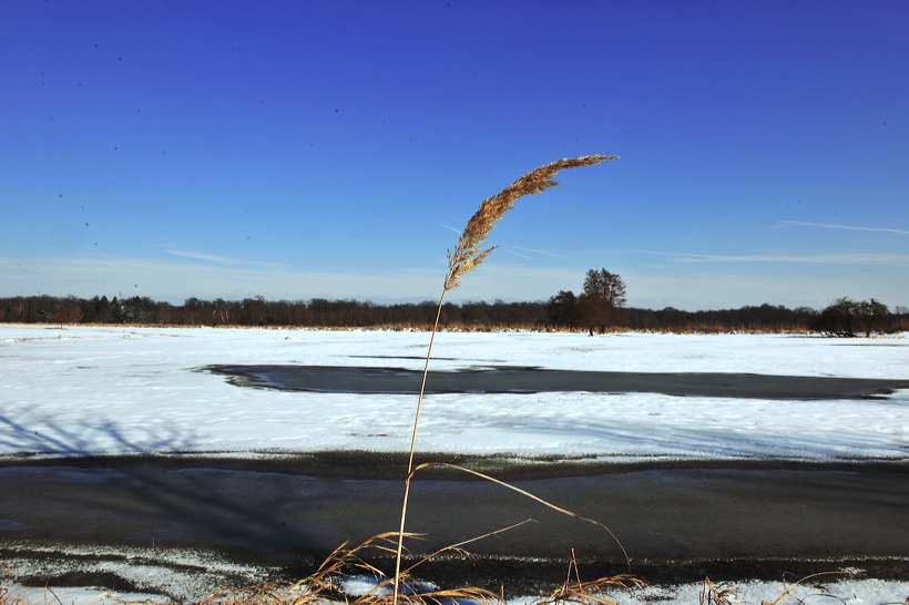 Mönchbruch Naturschutzgebiet