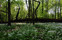 Mönchbruch Naturschutzgebiet