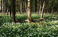 Mönchbruch Naturschutzgebiet