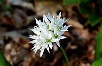 Mönchbruch Naturschutzgebiet