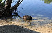 Mönchbruch Naturschutzgebiet