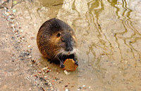 Mönchbruch Naturschutzgebiet