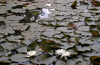 Mönchbruch Naturschutzgebiet