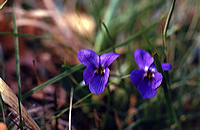 Mönchbruch Naturschutzgebiet