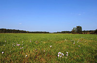 Mönchbruch Naturschutzgebiet