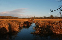 Mönchbruch Naturschutzgebiet