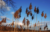 Mönchbruch Naturschutzgebiet