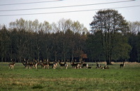 Mönchbruch Naturschutzgebiet