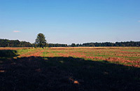 Mönchbruch Naturschutzgebiet