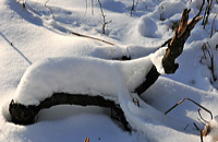 Mönchbruch Naturschutzgebiet