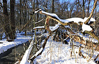 Mönchbruch Naturschutzgebiet