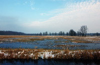 Mönchbruch Naturschutzgebiet