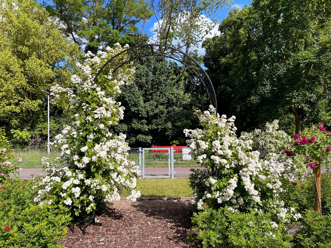 Rosengarten Mörfelden-Walldorf im Stadtteil Mörfelden, Rubensstraße 63 - Bürgerprojekt von Rudolf und Irene Blasnik, initiert im August 2021.