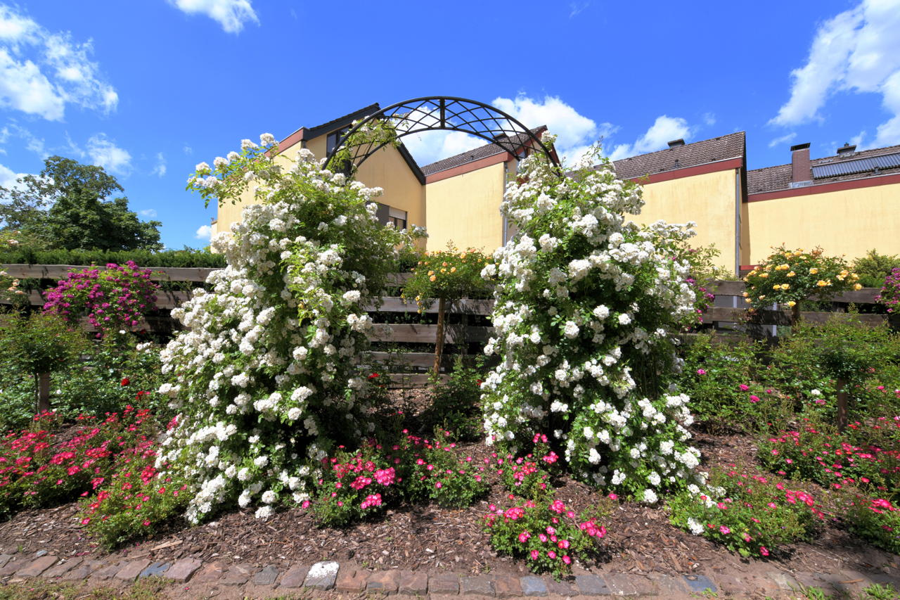 Rosengarten Mörfelden-Walldorf im Stadtteil Mörfelden, Rubensstraße 63 - Bürgerprojekt von Rudolf und Irene Blasnik, initiert im August 2021.