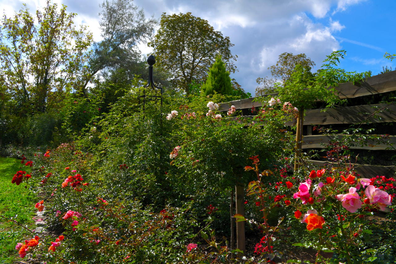 Rosengarten Mörfelden-Walldorf im Stadtteil Mörfelden, Rubensstraße 63 - Bürgerprojekt von Rudolf und Irene Blasnik, initiert im August 2021.