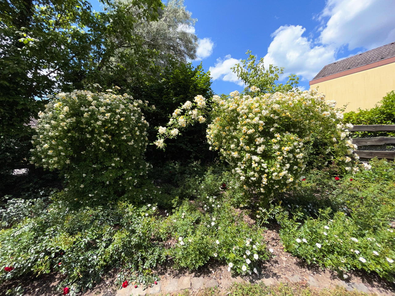 Rosengarten Mörfelden-Walldorf im Stadtteil Mörfelden, Rubensstraße 63 - Bürgerprojekt von Rudolf und Irene Blasnik, initiert im August 2021.