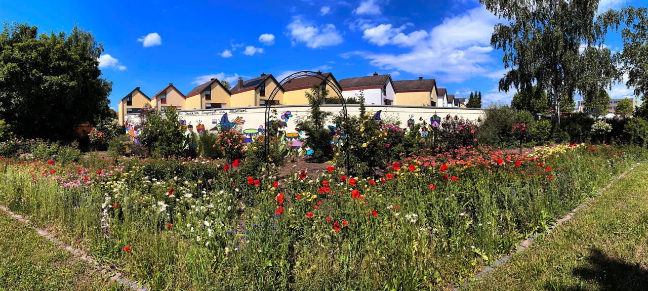 Rosengarten Mörfelden-Walldorf im Stadtteil Mörfelden, Rubensstraße 63 - Bürgerprojekt von Rudolf und Irene Blasnik, initiert im August 2021.