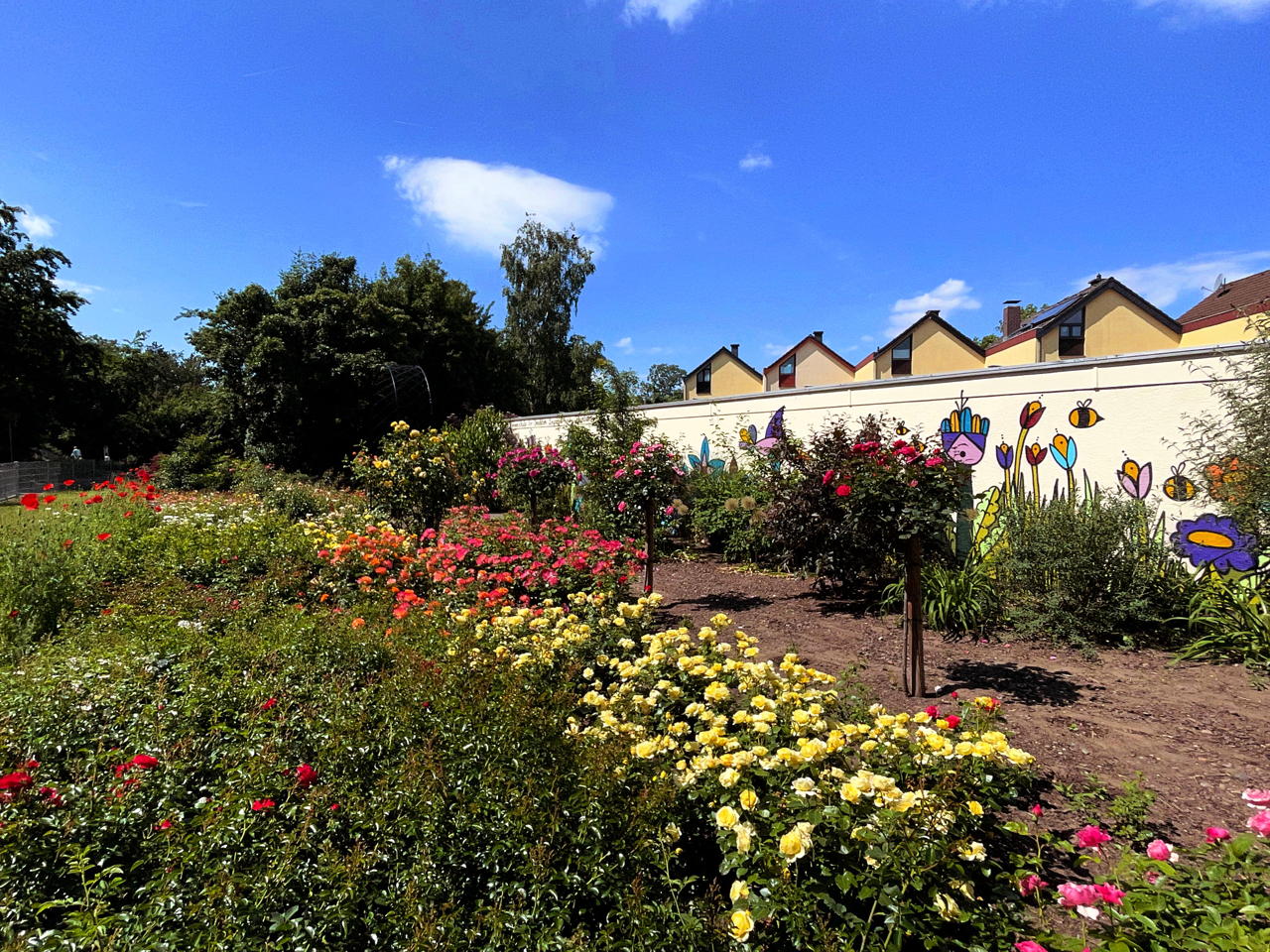 Rosengarten Mörfelden-Walldorf im Stadtteil Mörfelden, Rubensstraße 63 - Bürgerprojekt von Rudolf und Irene Blasnik, initiert im August 2021.