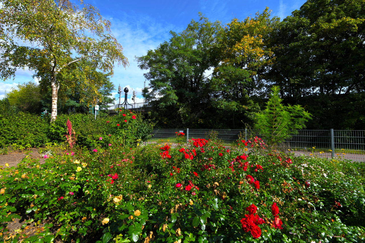 Rosengarten Mörfelden-Walldorf im Stadtteil Mörfelden, Rubensstraße 63 - Bürgerprojekt von Rudolf und Irene Blasnik, initiert im August 2021..