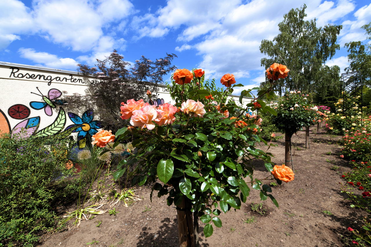 Rosengarten Mörfelden-Walldorf im Stadtteil Mörfelden, Rubensstraße 63 - Bürgerprojekt von Rudolf und Irene Blasnik, initiert im August 2021.