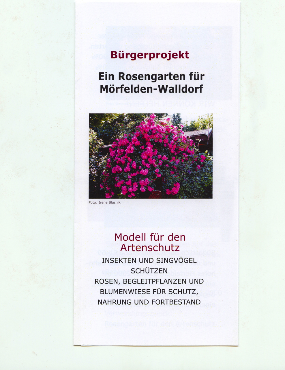 Rosengarten 2000qm Fläche in Mörfelden-Walldorf im Stadtteil Mörfelden Bürgerprojekt von Rudolf und Irene Blasig August 2021