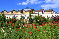 Rosengarten Mörfelden-Walldorf im Stadtteil Mörfelden, Rubensstraße 63 - Bürgerprojekt von Rudolf und Irene Blasnik, initiert im August 2021.