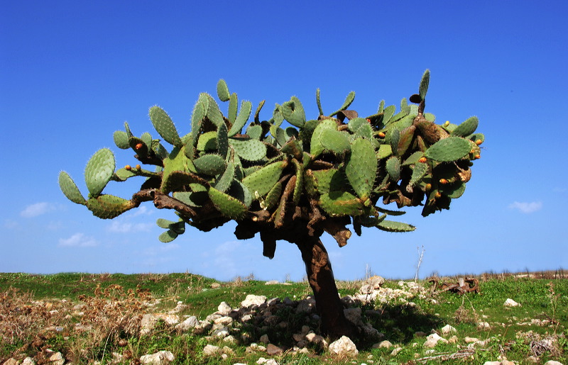 Rosolini Sizilien Sicilia Provinz Syrakus Taormina Etna Siracusa Italien