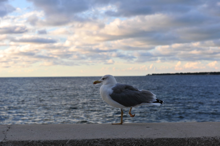 Rovinj, Vrsar, Porec und Fontana liegen auf der Halbinsel von Istrien in Kroatien Croatia.