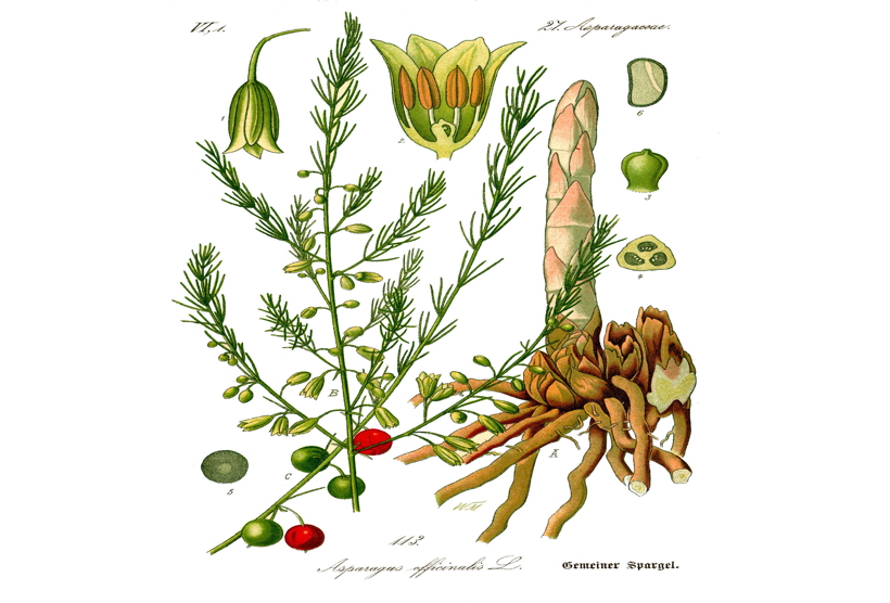 Gemüsespargel oder Gemeiner Spargel (Asparagus officinalis)Weiß- und Grünspargel.Spargel Spargelfelder Spargelzeit März bis 24 Juni Johannis Gerauer Spargeltage