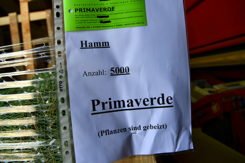 Gemüsespargel oder Gemeiner Spargel (Asparagus officinalis)Weiß- und Grünspargel.Spargel Spargelfelder Spargelzeit März bis 24 Juni Johannis Gerauer Spargeltage