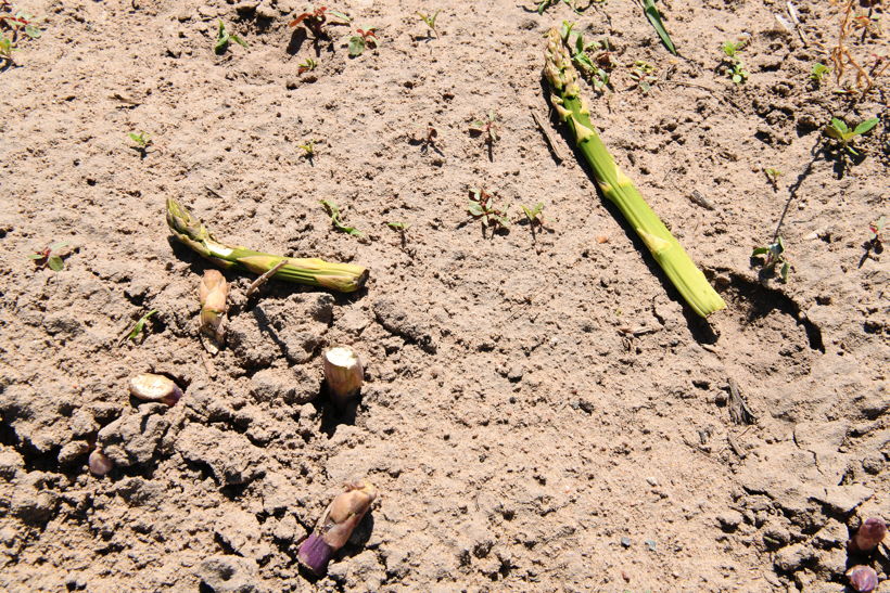 Gemüsespargel oder Gemeiner Spargel (Asparagus officinalis)Weiß- und Grünspargel.Spargel Spargelfelder Spargelzeit März bis 24 Juni Johannis Gerauer Spargeltage