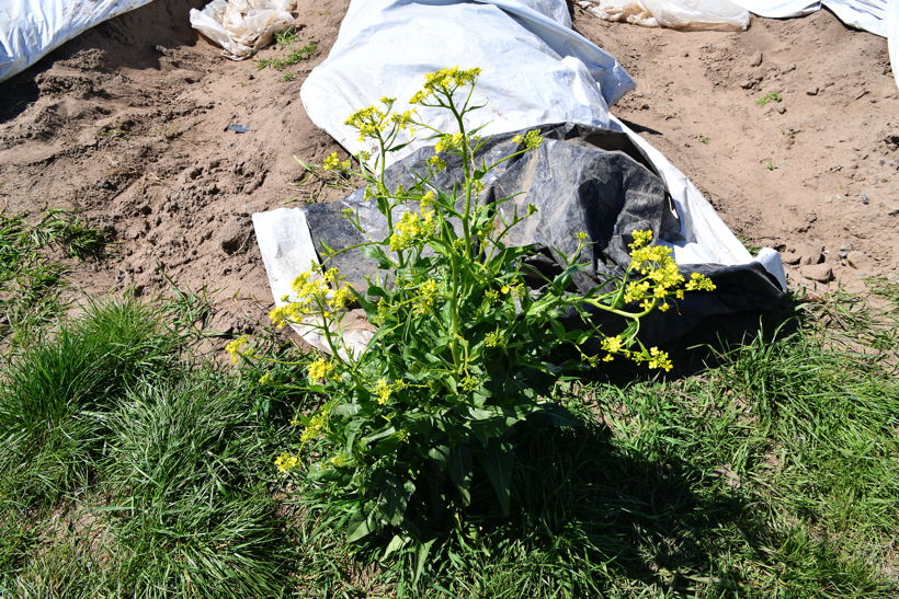 Gemüsespargel oder Gemeiner Spargel (Asparagus officinalis)Weiß- und Grünspargel.Spargel Spargelfelder Spargelzeit März bis 24 Juni Johannis Gerauer Spargeltage