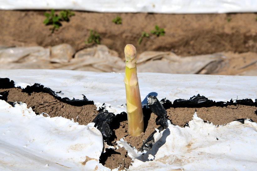 Gemüsespargel oder Gemeiner Spargel (Asparagus officinalis)Weiß- und Grünspargel.Spargel Spargelfelder Spargelzeit März bis 24 Juni Johannis Gerauer Spargeltage