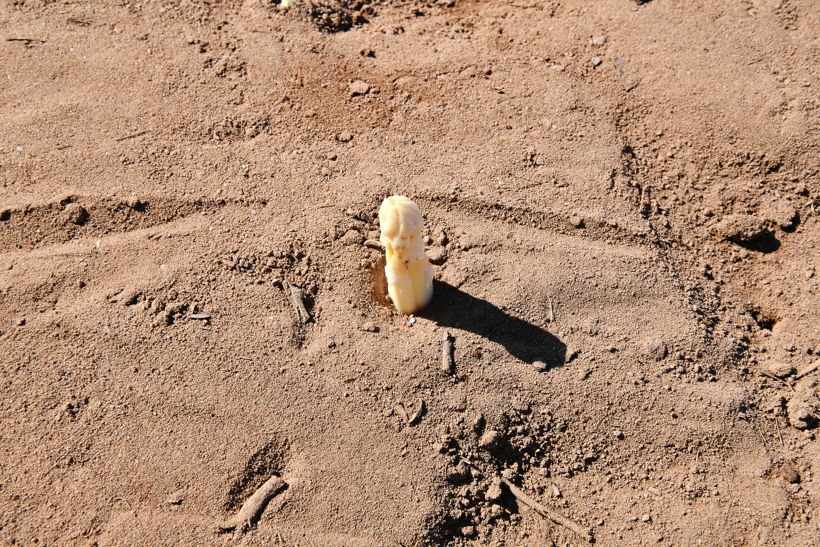 Gemüsespargel oder Gemeiner Spargel (Asparagus officinalis)Weiß- und Grünspargel.Spargel Spargelfelder Spargelzeit März bis 24 Juni Johannis Gerauer Spargeltage