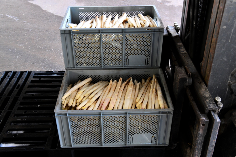 Gemüsespargel oder Gemeiner Spargel (Asparagus officinalis)Weiß- und Grünspargel.Spargel Spargelfelder Spargelzeit März bis 24 Juni Johannis Gerauer Spargeltage