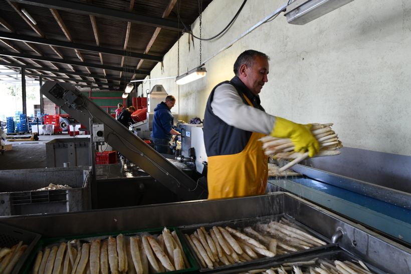 Gemüsespargel oder Gemeiner Spargel (Asparagus officinalis)Weiß- und Grünspargel.Spargel Spargelfelder Spargelzeit März bis 24 Juni Johannis Gerauer Spargeltage