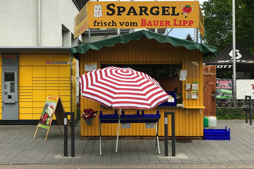 Gemüsespargel oder Gemeiner Spargel (Asparagus officinalis)Weiß- und Grünspargel.Spargel Spargelfelder Spargelzeit März bis 24 Juni Johannis Gerauer Spargeltage