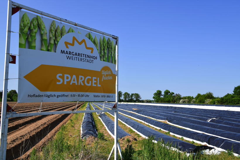 Gemüsespargel oder Gemeiner Spargel (Asparagus officinalis)Weiß- und Grünspargel.Spargel Spargelfelder Spargelzeit März bis 24 Juni Johannis Gerauer Spargeltage