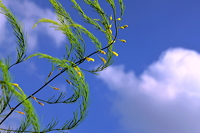 Gemüsespargel oder Gemeiner Spargel (Asparagus officinalis)Weiß- und Grünspargel.Spargel Spargelfelder Spargelzeit März bis 24 Juni Johannis Gerauer Spargeltage