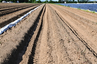 Gemüsespargel oder Gemeiner Spargel (Asparagus officinalis)Weiß- und Grünspargel.Spargel Spargelfelder Spargelzeit März bis 24 Juni Johannis Gerauer Spargeltage