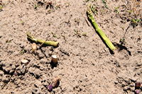 Gemüsespargel oder Gemeiner Spargel (Asparagus officinalis)Weiß- und Grünspargel.Spargel Spargelfelder Spargelzeit März bis 24 Juni Johannis Gerauer Spargeltage