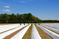 Gemüsespargel oder Gemeiner Spargel (Asparagus officinalis)Weiß- und Grünspargel.Spargel Spargelfelder Spargelzeit März bis 24 Juni Johannis Gerauer Spargeltage