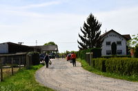 Gemüsespargel oder Gemeiner Spargel (Asparagus officinalis)Weiß- und Grünspargel.Spargel Spargelfelder Spargelzeit März bis 24 Juni Johannis Gerauer Spargeltage