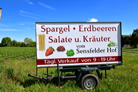 Gemüsespargel oder Gemeiner Spargel (Asparagus officinalis)Weiß- und Grünspargel.Spargel Spargelfelder Spargelzeit März bis 24 Juni Johannis Gerauer Spargeltage