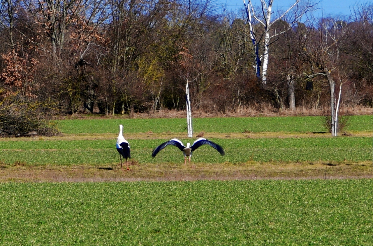 Storchennest in Mörfelden-Wallddorf Ortsgruppe Nabu Mörfelden Weißstorch Adebar der Kinderbringer