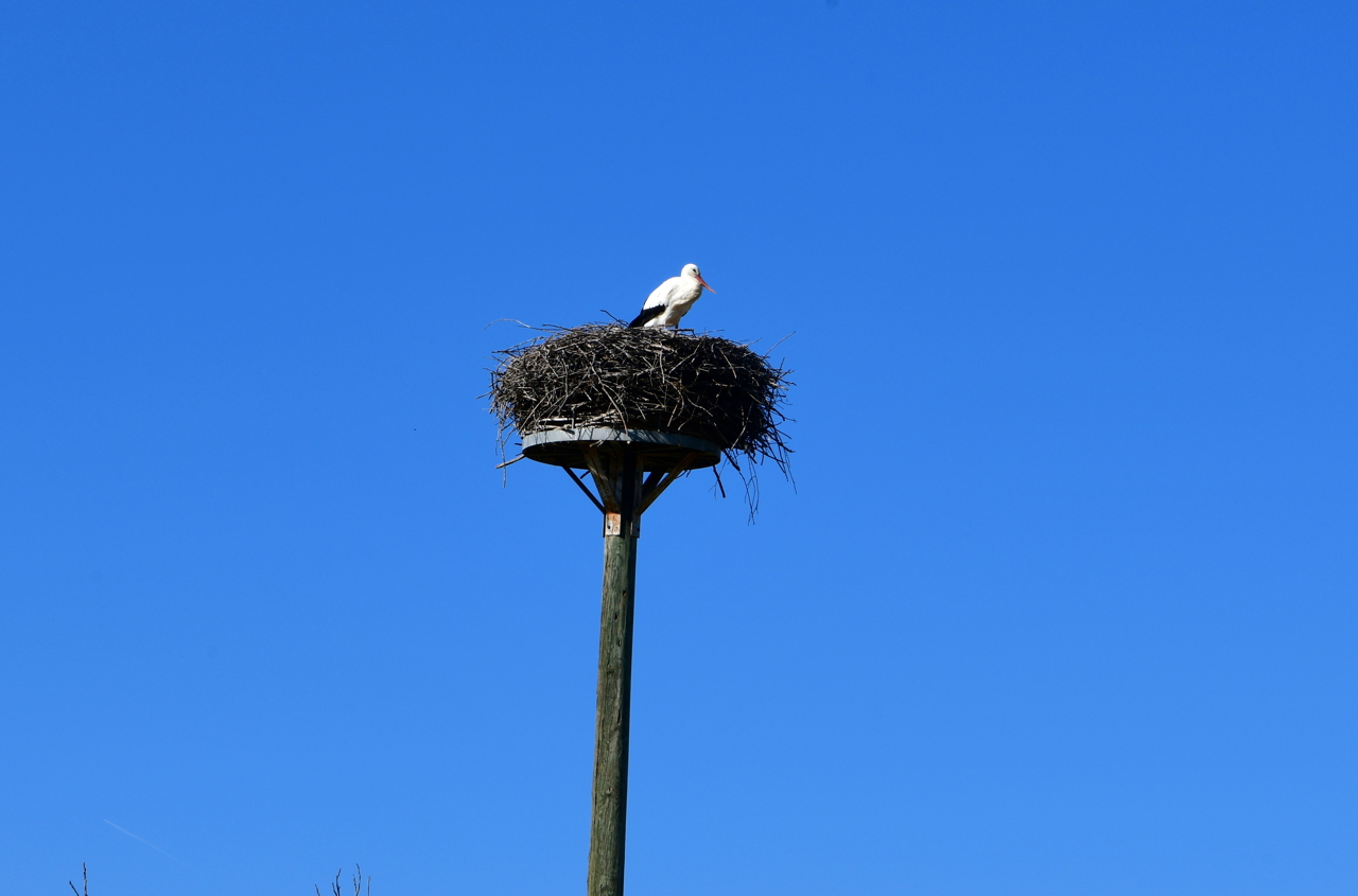 Storchennest in Mörfelden-Wallddorf Ortsgruppe Nabu Mörfelden Weißstorch Adebar der Kinderbringer