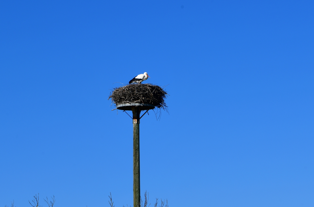 Storchennest in Mörfelden-Wallddorf Ortsgruppe Nabu Mörfelden Weißstorch Adebar der Kinderbringer